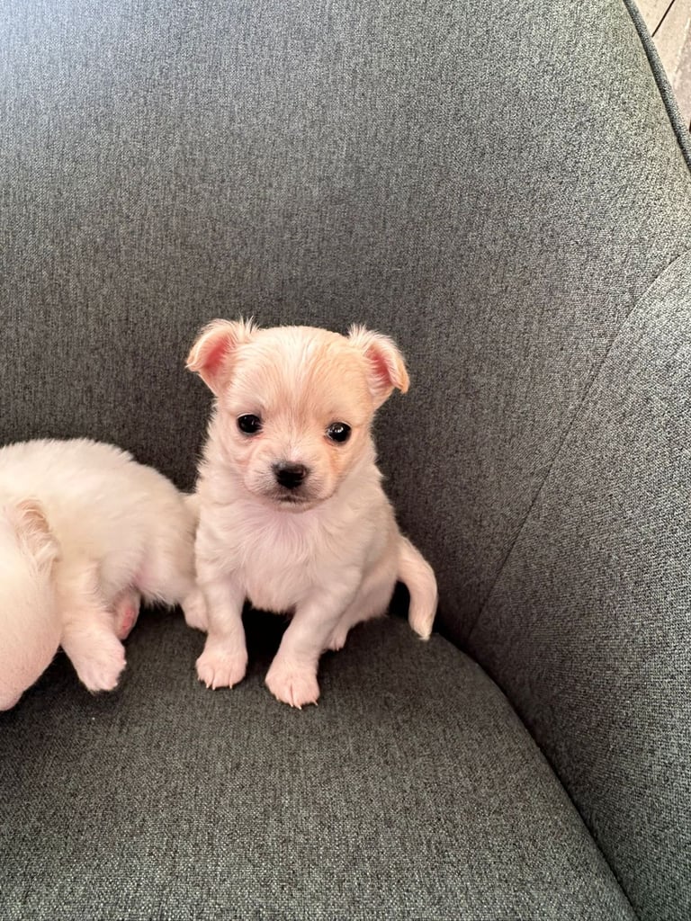 Chihuahua long hair puppies 