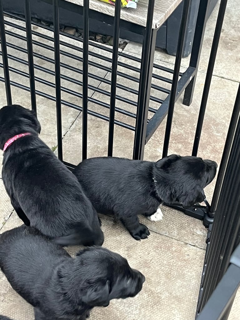 Lab cross dobe puppies