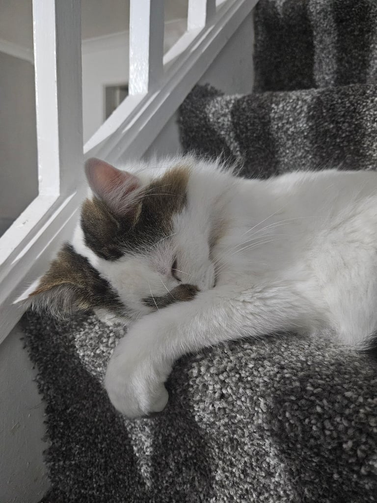 2 adult female cats to a good home!