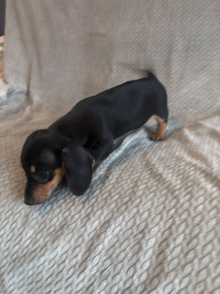 Genuine miniature dachshunds 