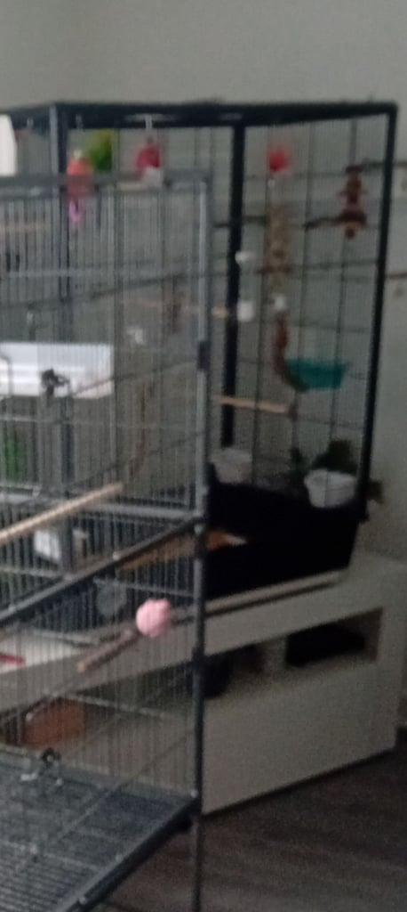 Xlarge budgie cage and accessories 