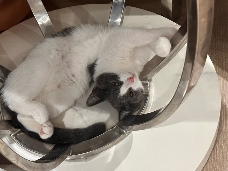 Beautiful Domestic Cats – Mum, Dad & 3 Adorable Kittens (2 Boys, 1 Girl)