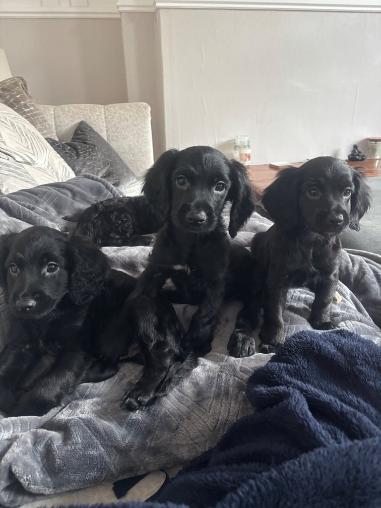 image for Cockapoo puppies READY TO LEAVE 🚨2 LEFT