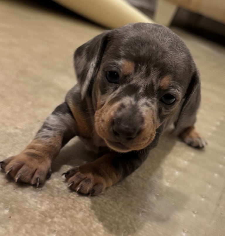 Miniature dachshund puppies
