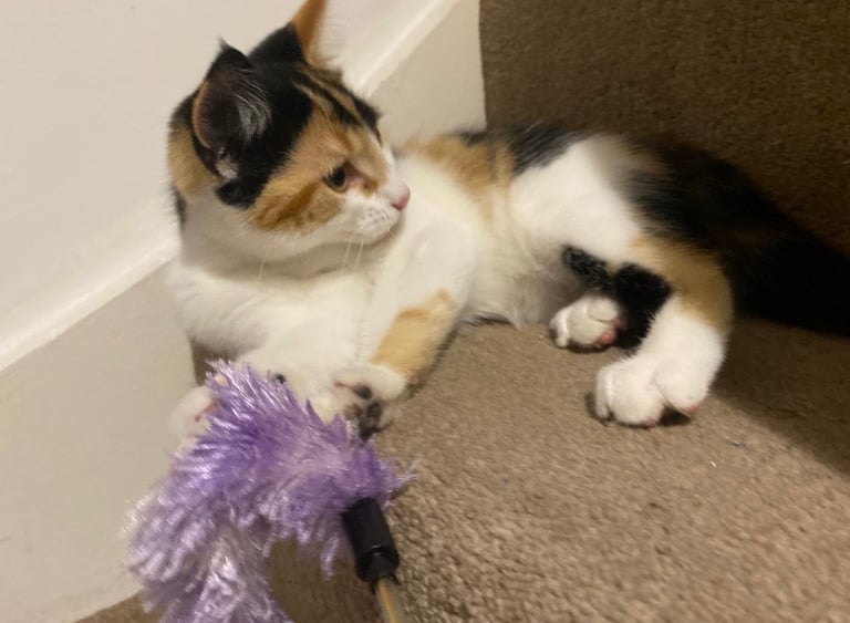 5 month old Calico girl kitten