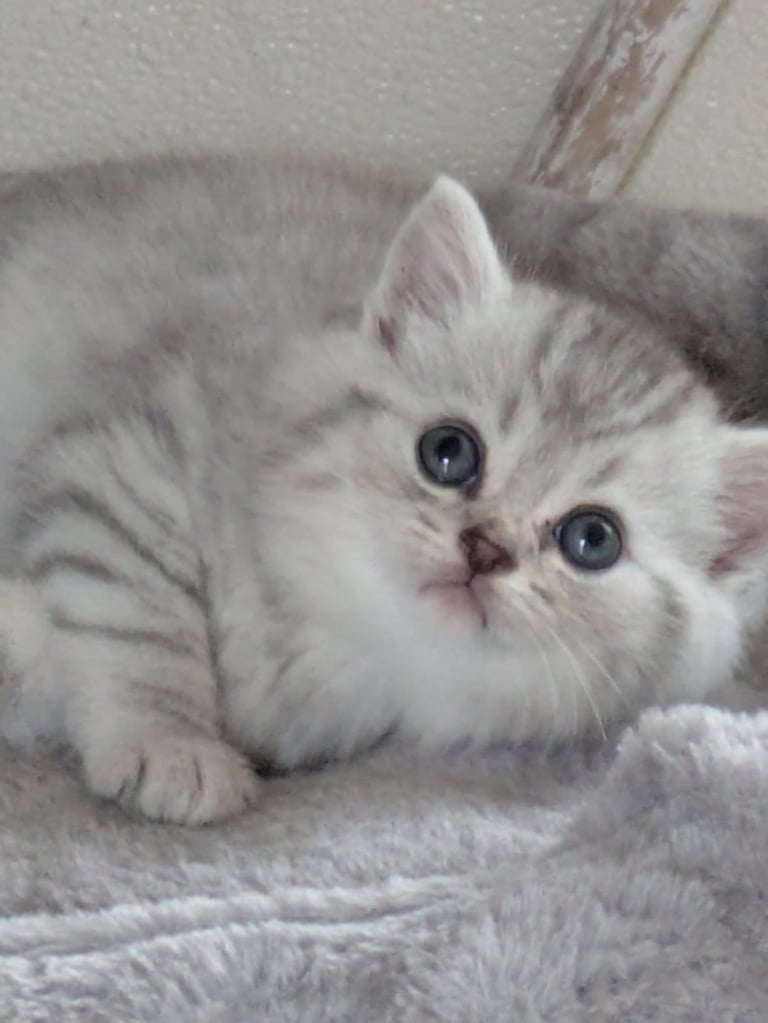 GORGEOUS CHINCHILLA PERSIAN CROSS SHORTHAIR KITTENS 3 BOYS 