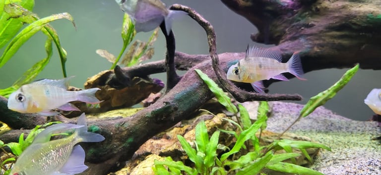 200L Fish Tank