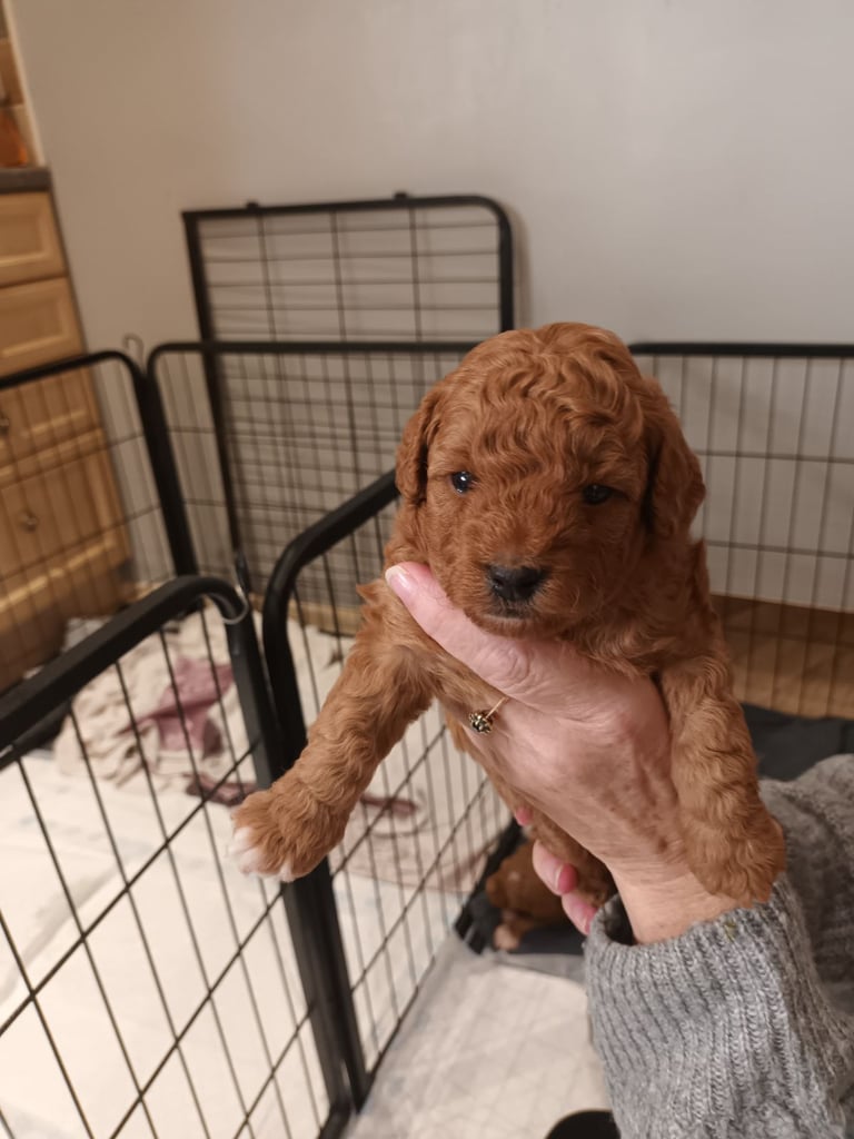 Poochon puppies 