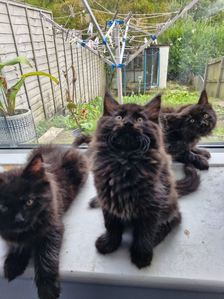 XL Maincoon x Ragdoll kittens