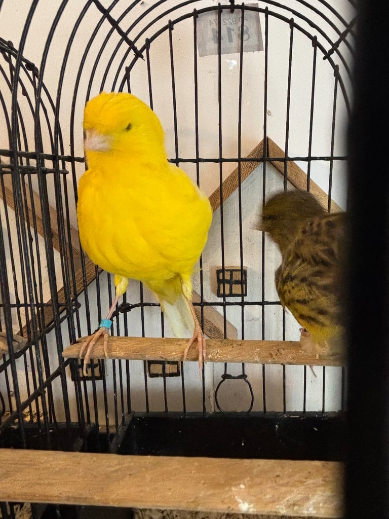 Gorgeous fife and border canaries