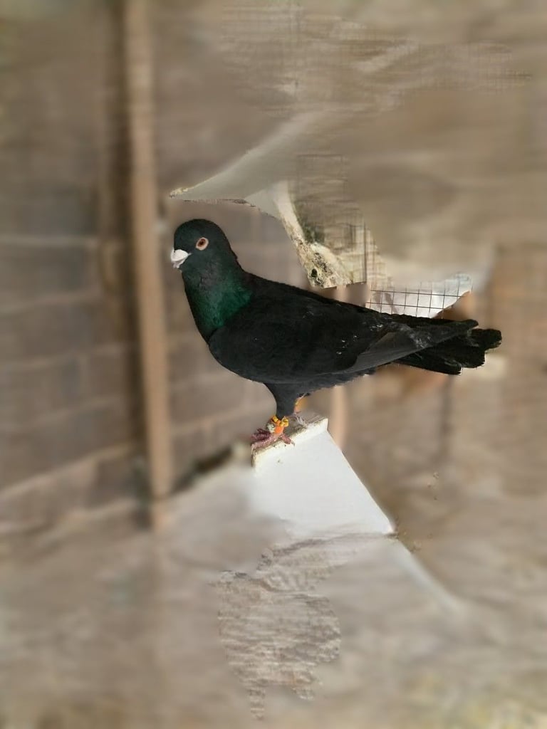 Syrian Pigeon 