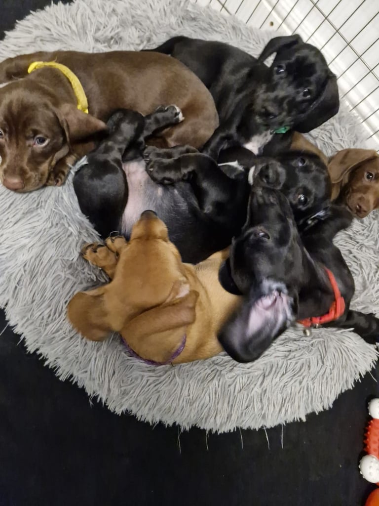 Miniature dachshund's READY TO GO