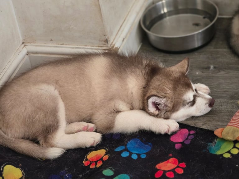 2 alaskan malamute girls ready to go now!!