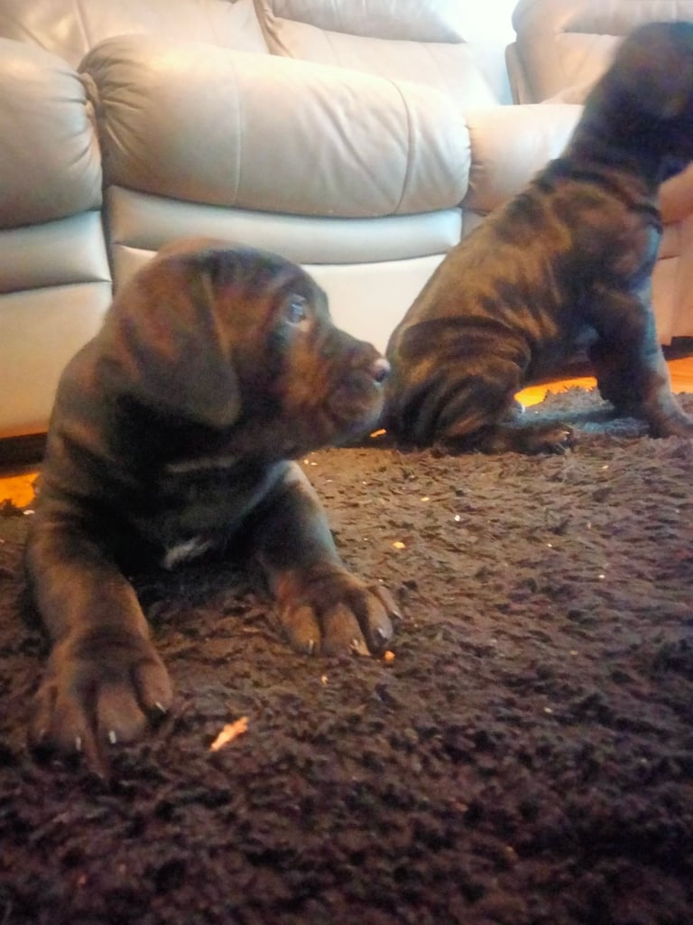 Cane Corso puppies black