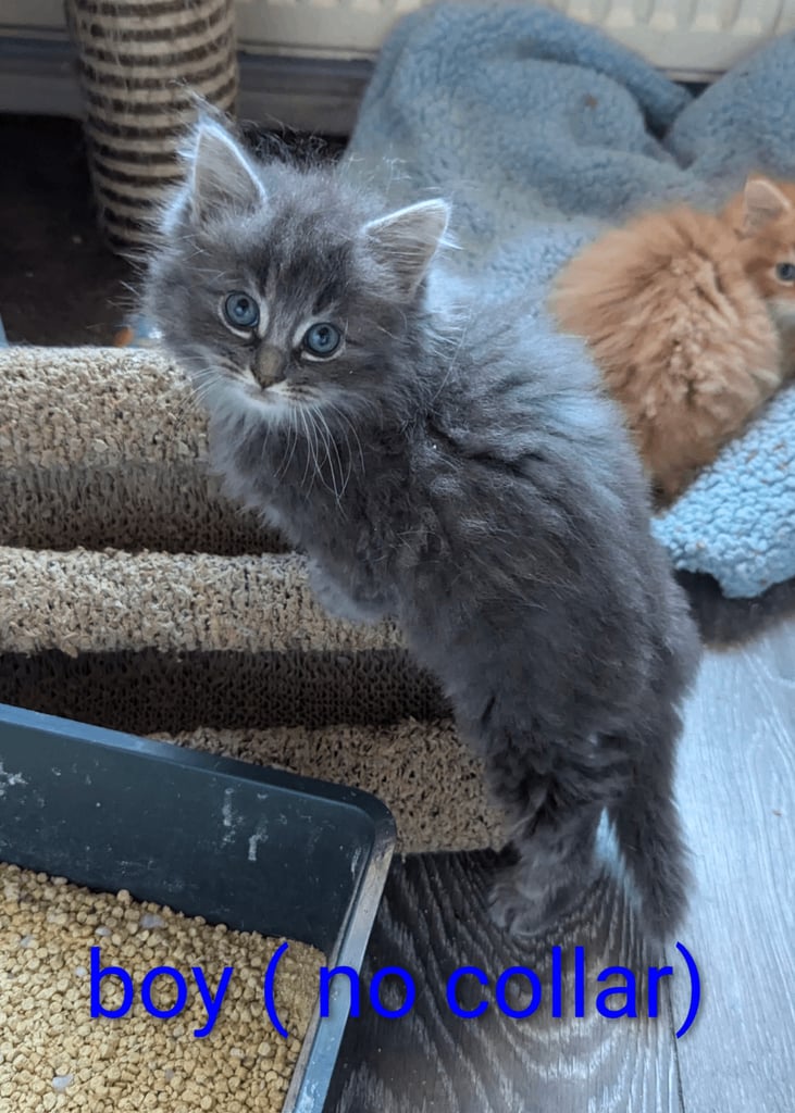 Kittens Maine coon x 