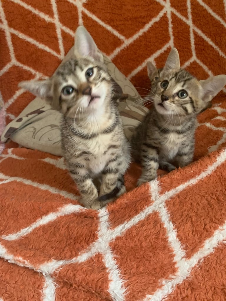 3 beautiful bengal kittens 10 weeks old 