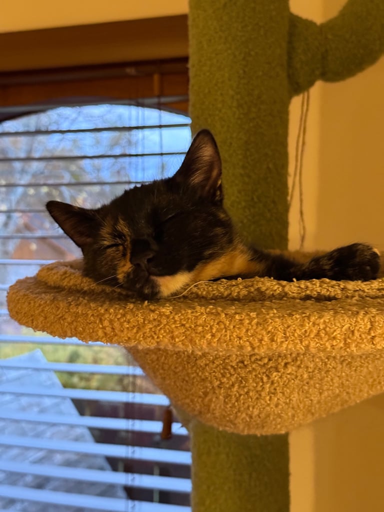 image for Lovely 5-Month-Old Female Kitten – Chipped & Vaccinated – Needs a New Home