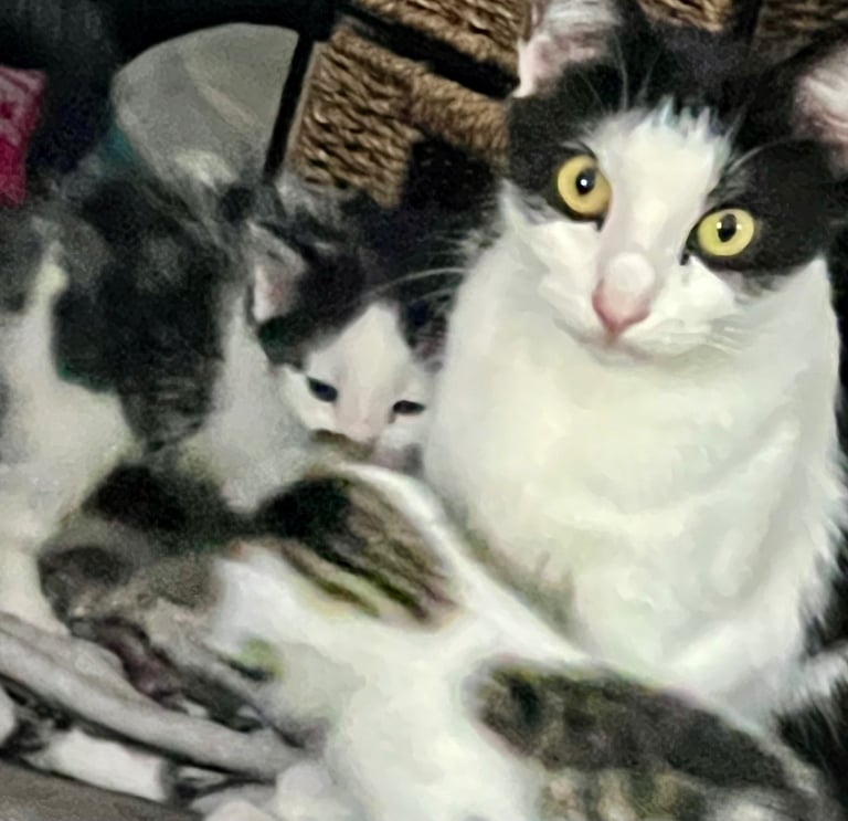 Lovely kittens ready for a new home