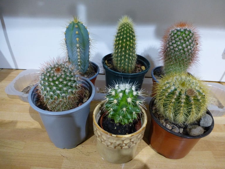 image for 6 Cacti med size, some flowered, £3 each or £15 the lot.