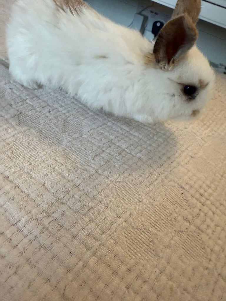 Mini lop rabbits