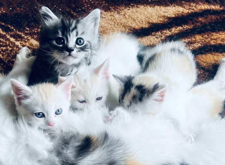 Kittens Cute Persian Mix Friendly cat