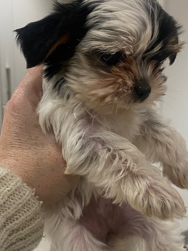 Minature Yorkie pups 