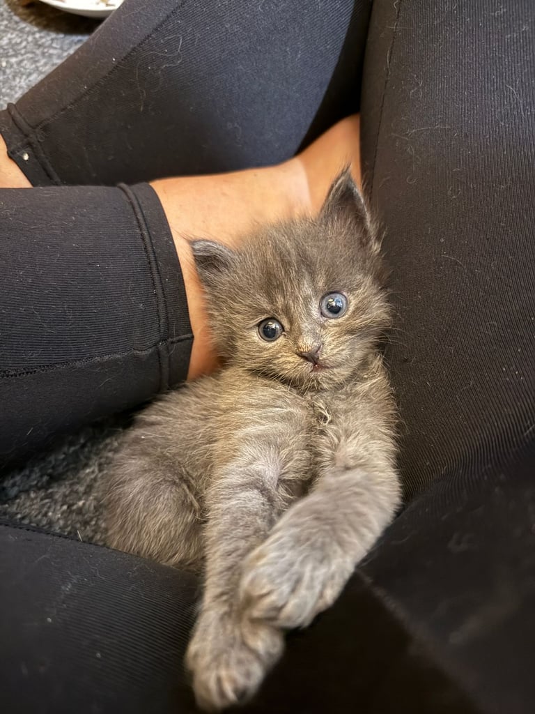 Maine coon / Persian/ British Blue mix - cute grey fluffy kitten ready to leave now