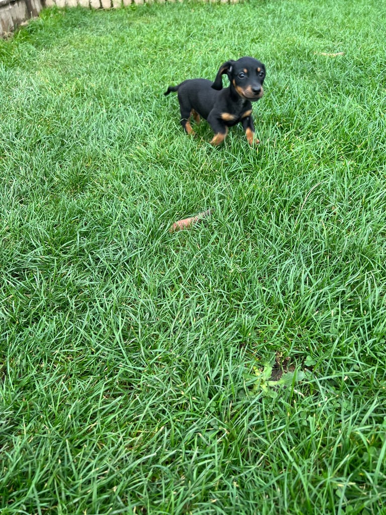 Dachshund puppies 🐶 