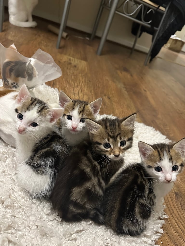 Kittens for sale 