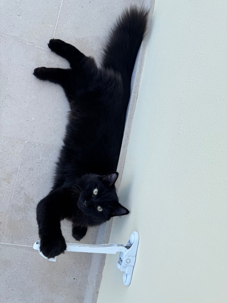 Affectionate, black Siberian-mix  11 months kitten
