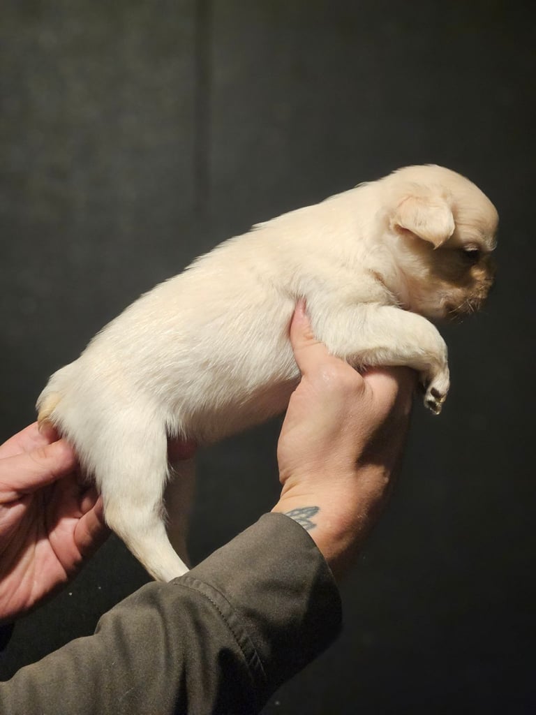 8 beautiful fluffy frenchies 