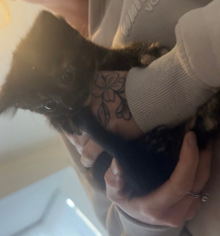 Two kittens left
