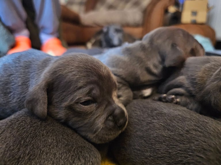 Blue Staffordshire Bull Terrier Puppiess