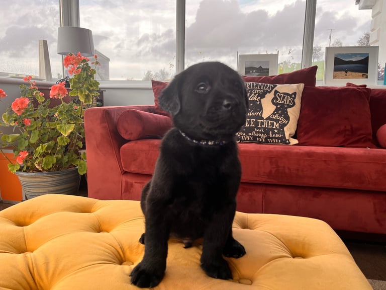 image for Labrador pups