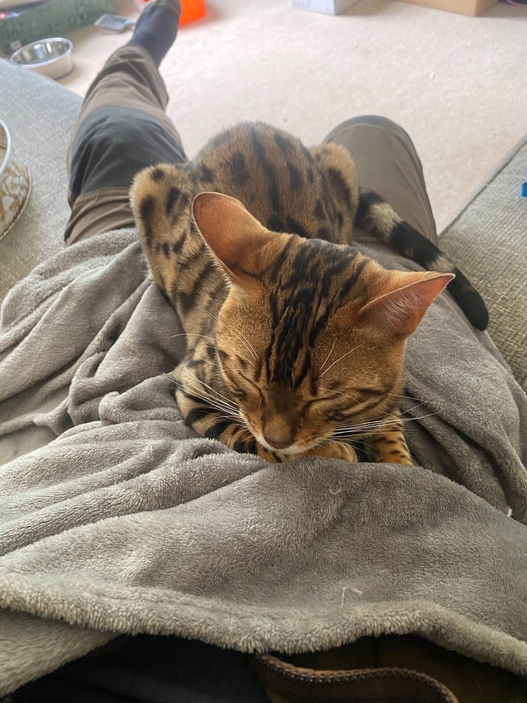 Bengal cat 