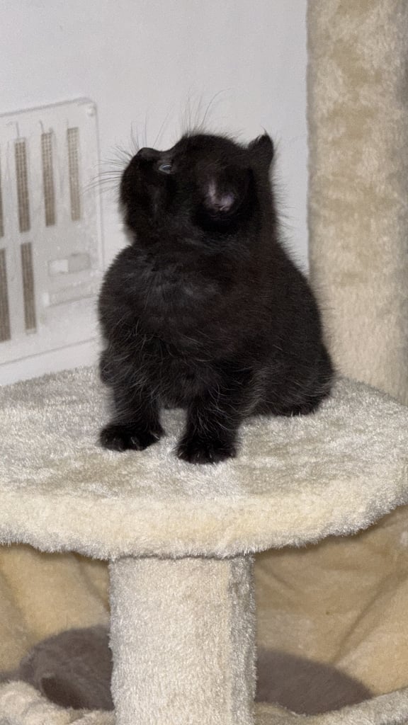 image for British shorthair dark brown male kitten 