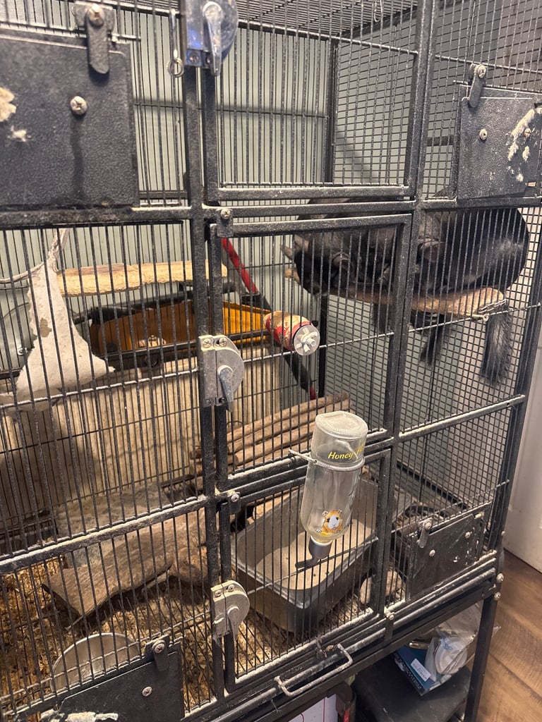 image for Adult violet chinchillas