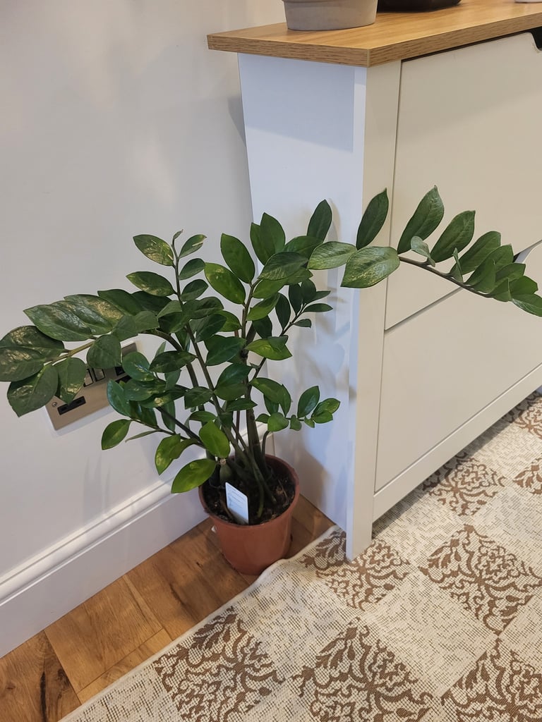 image for Indoor Plant for sale