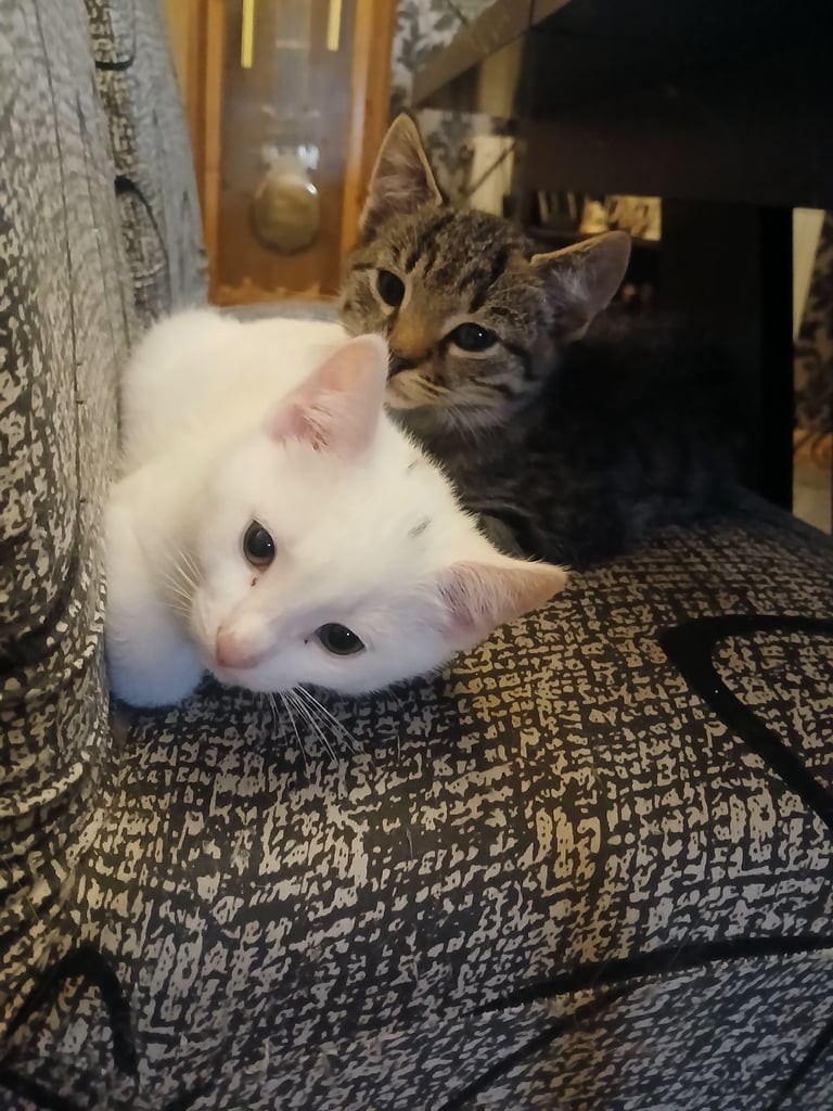 Beautiful kittens only 2 left white and tabi