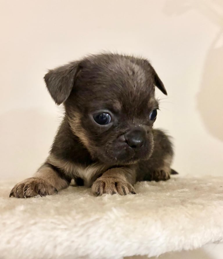  2 gorgeous puppies ready to leave 