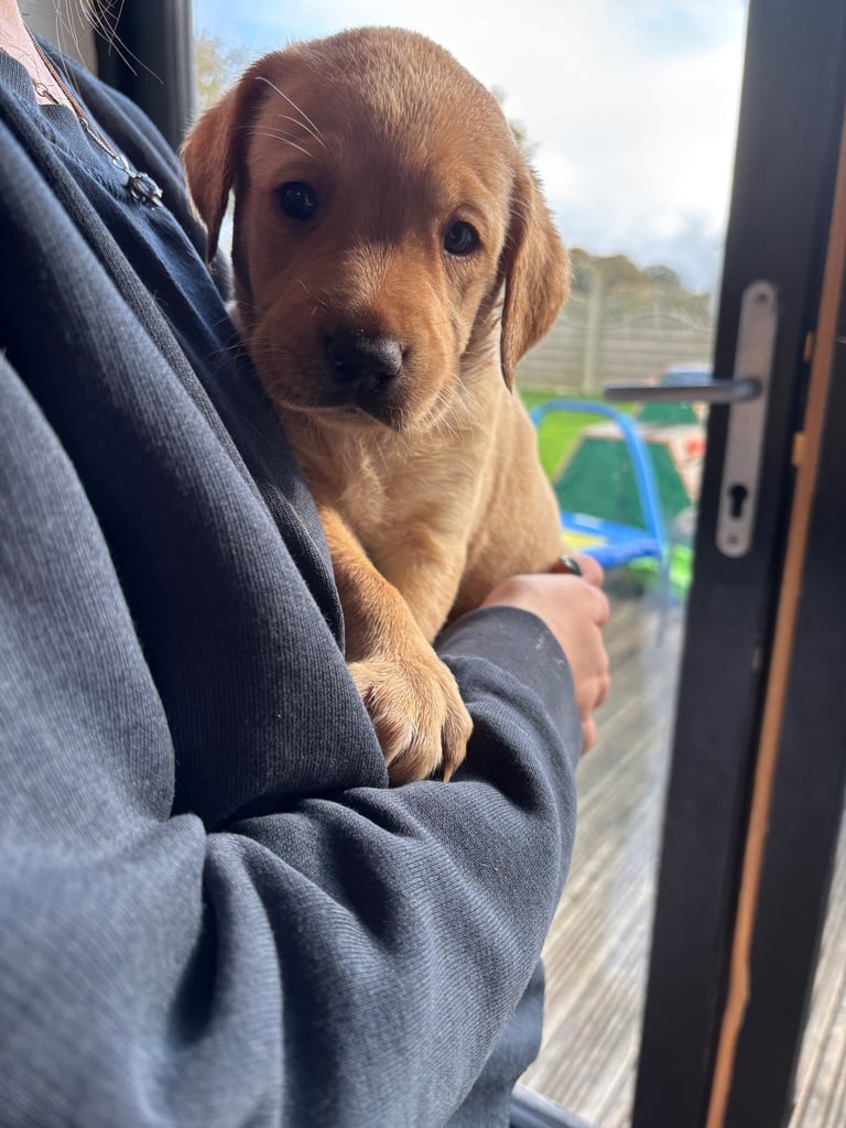 Beautiful Labrador puppies