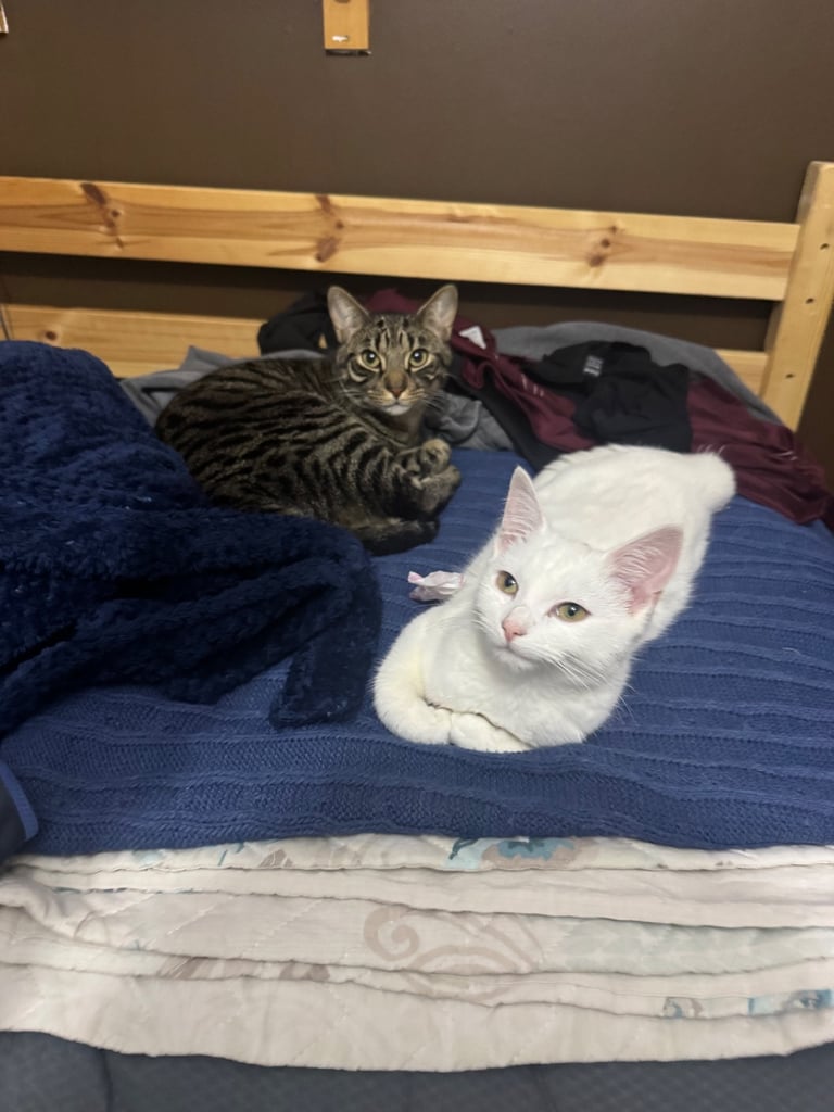 6 months old white kitten 