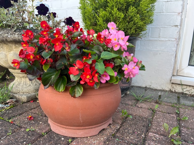 Terracotta Flower Pot with Begonias & Dusty Miller | 30cm | Ready-Planted