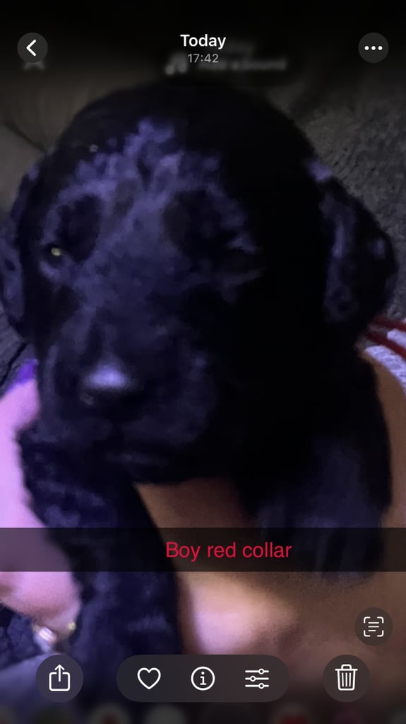 image for Cockapoo puppies 