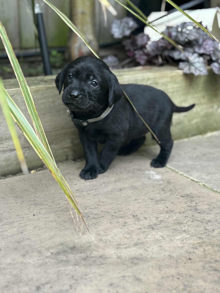 image for KC registered labrador pups 