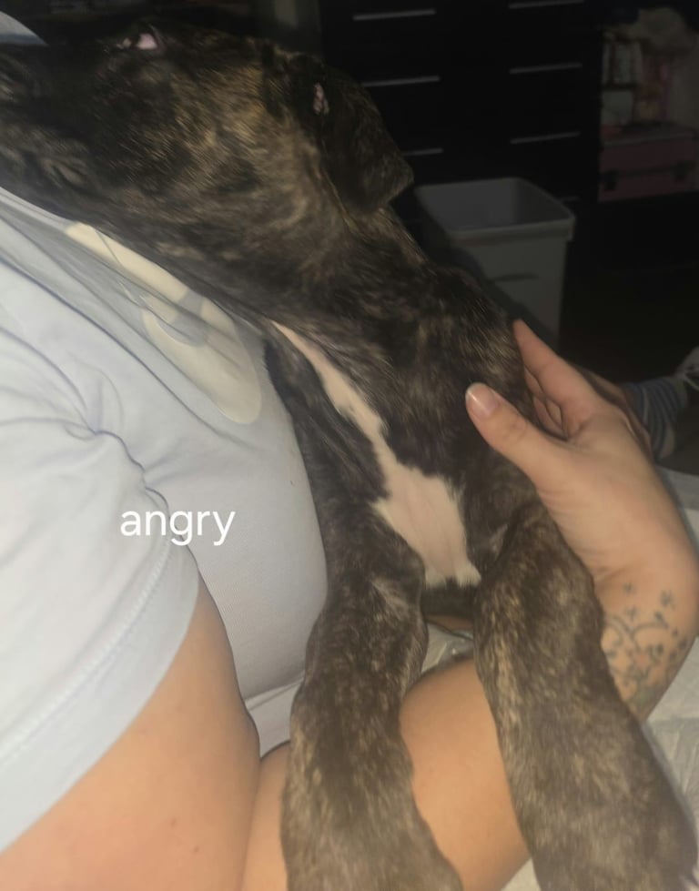 Pure presa Canario, 2years 6month old