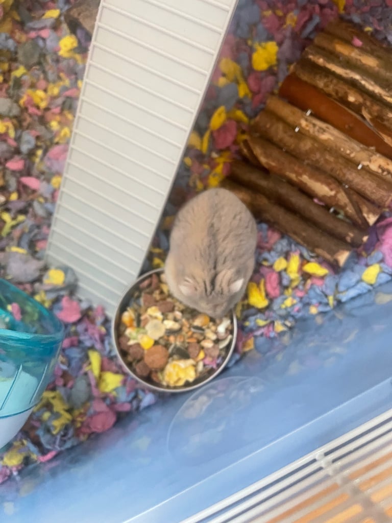Dwarf hamster for sale - 11 months old 