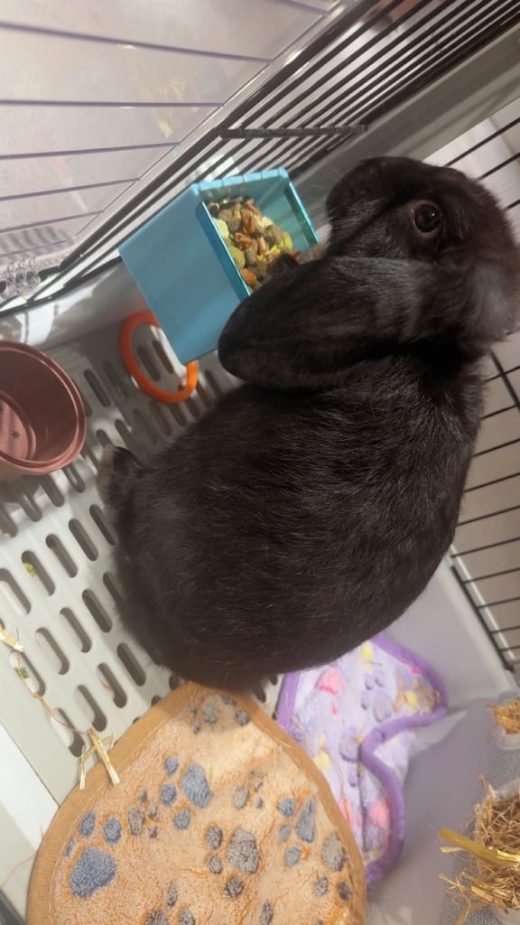 Rabbit for sale 