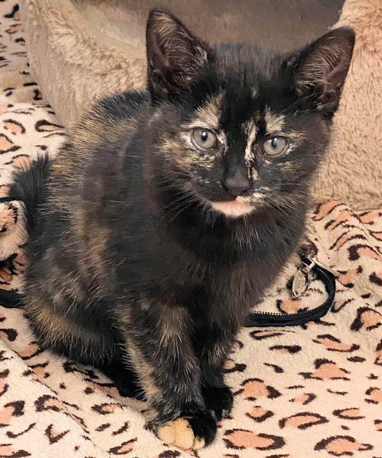 Gentle Female Kitten – Calm, Cuddly, Beautiful & Loving  “Coffee Cup”  Pet Ready for Loving Home