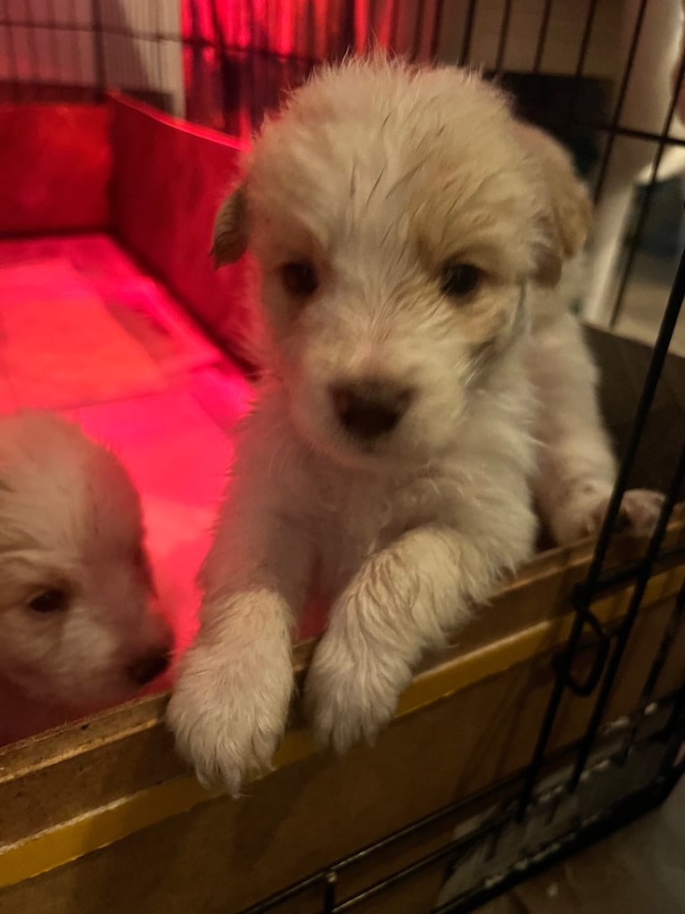 [Last Few] Rare Samshie puppy Litter (Samoyed x Welshie)